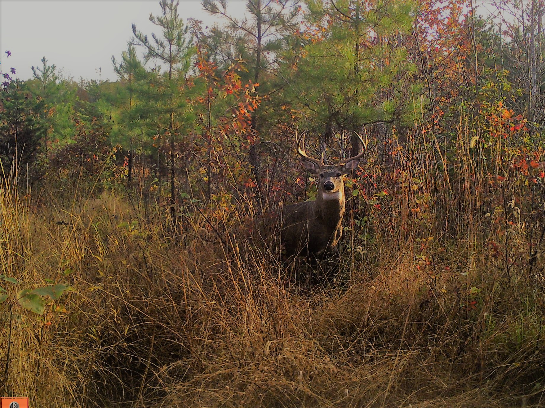 Hunting Deer Quantico iSportsman